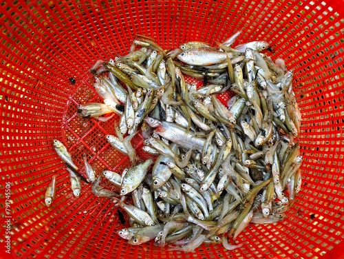 lots of small fishes of all varieties in one basket HD