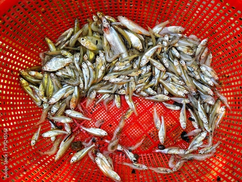 lots of small fishes of all varieties in one basket HD