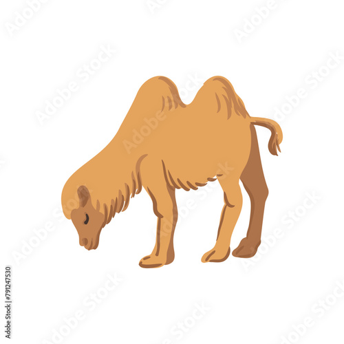vector drawing Mongolian camel  cartoon animal isolated at white background  hand drawn illustration