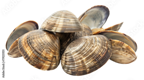 Fresh clams isolated on white background photo