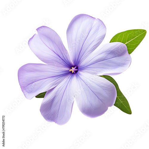 Beautiful Periwinkle Bloom Isolated On White Background