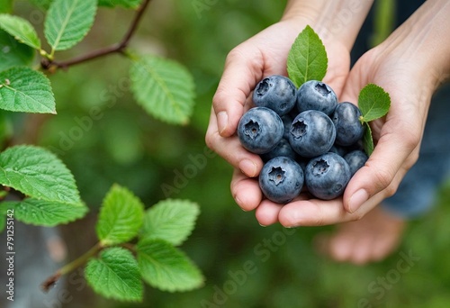 Empowered Woman Farming and Blueberry Harvest