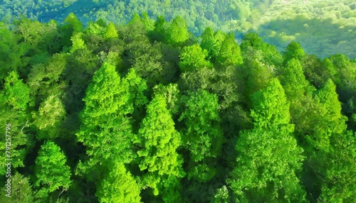 Aerial top view of green trees in forest. Drone view of dense green tree captures CO2. Green tree nature background for carbon neutrality and net zero emissions concept. Sustainable green environment