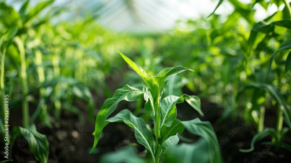 Closeup of a greenhouse housing rows of genetically modified crops indicating Chinas efforts towards sustainable agriculture through biotechnology. . Closeup of a greenhouse housing rows of genetically modified crops indicating Chinas efforts towards sustainable agriculture through biotechnology. .