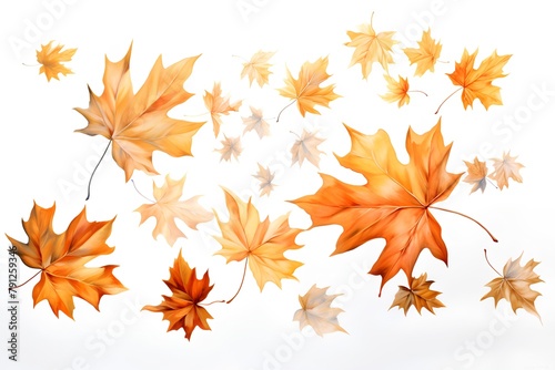 Autumn maple leaves collection isolated on white background. Vector illustration.