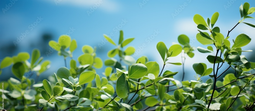 Green Leaves Flying in the Blue Sky Green Leaves Flying in the Blue Sky