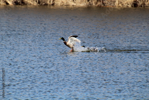 Duck Walking On Water, Pylypow Wetlands, Edmonton, Alberta