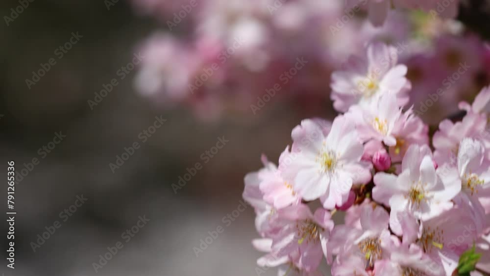 春風に揺れる満開の思川桜のクローズアップ フィックス 春風に揺れる満開の思川桜のクローズアップ フィックス