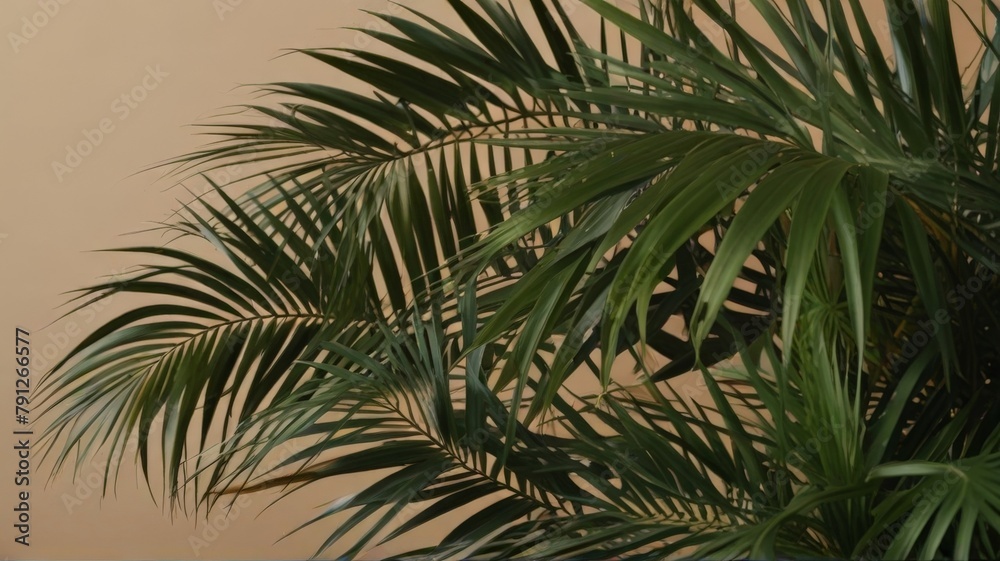palm tree branches in tropical background