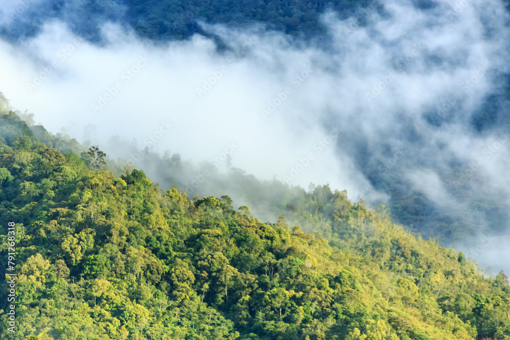panorama of Borneo jungle with morning fog