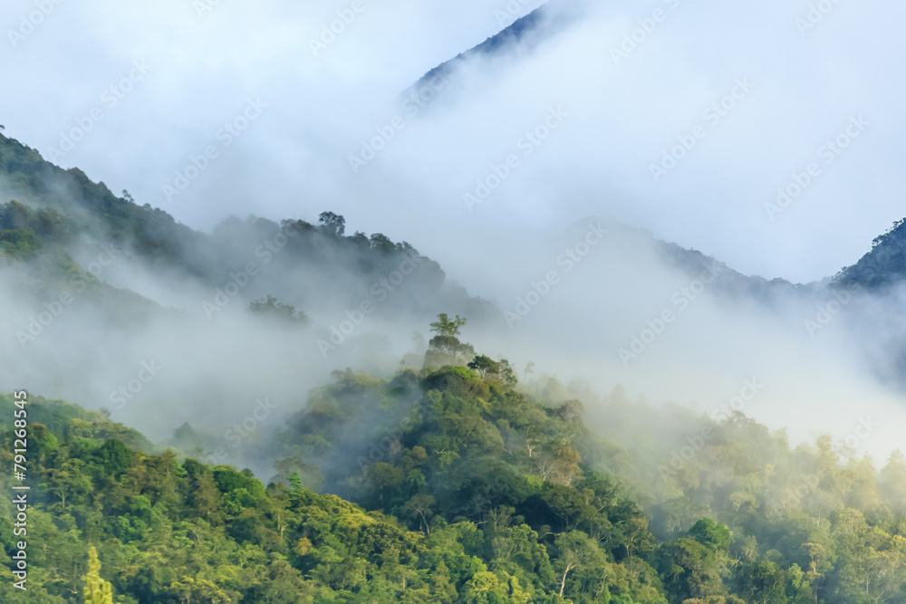 panorama of Borneo jungle with morning fog