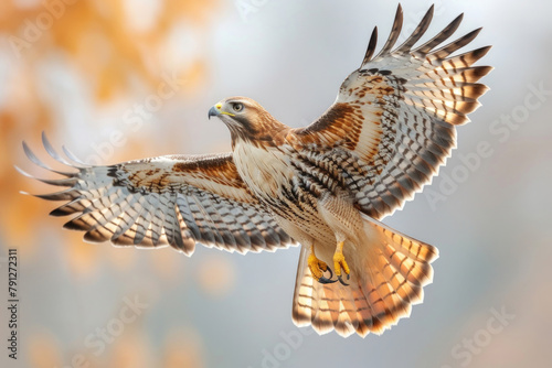 A hawk swooping down to catch its prey © Veniamin Kraskov