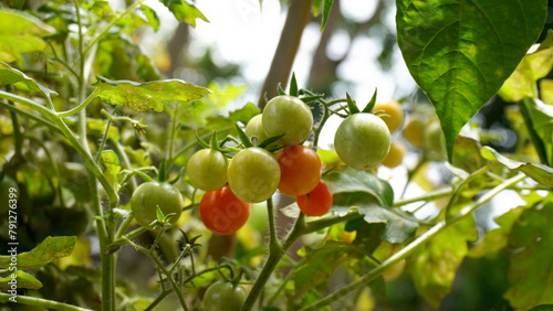 Canvas Print Fresh ripe colored cherry tomatoes ready to be consumed straight from the tree o