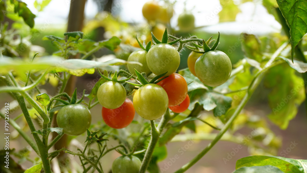 Fresh ripe colored cherry tomatoes ready to be consumed straight from the tree on a background of green stems and leaves