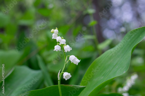 Beautiful White flowers Lilly of The Valley in garden selective. Lily of the valley (Lily-of-the-valley) white small fragrant flowers in green leaves. Convallaria majalis woodland flowering plant.