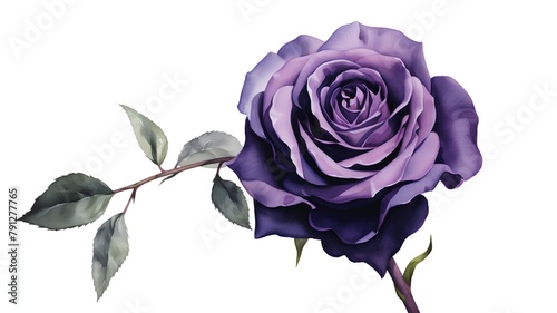 Beautiful purple rose isolated on white background. Watercolor illustration.