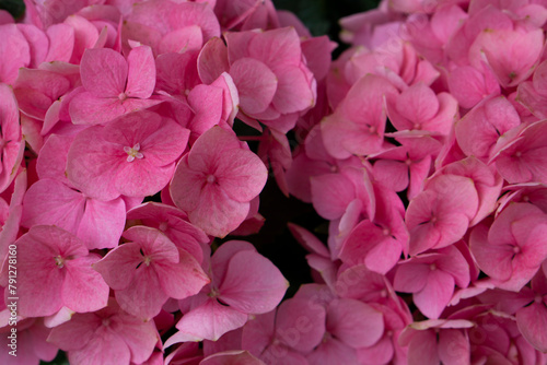 Pink hydrangea with leaves close up shot. Spring bouquet. Hydrangea Blooming. Hortensia macrophylla flower head tendet pink color with selective focus. Spring flowers. 