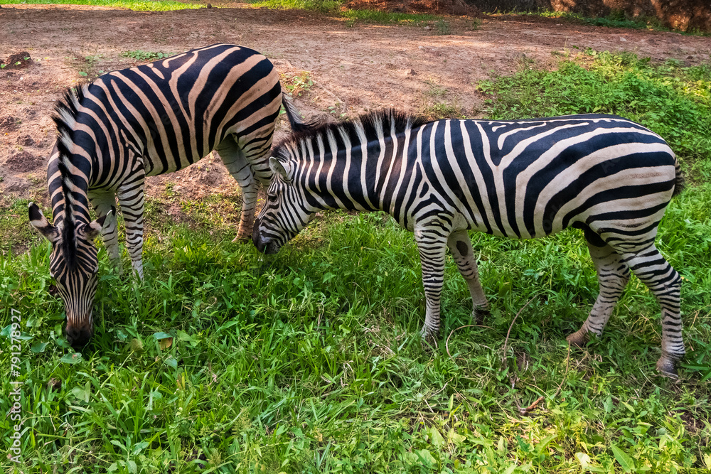 Two zebras are grazing and eating grass in a grassy field. Two zebras are grazing and eating grass in a grassy field.