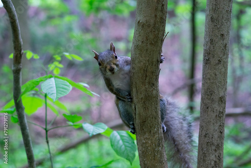 Cute eastern gray squirrel foraging for nuts with a shallow depth of field and copy space. Grey squirrel (Sciurus carolinensis) at the forest in Canada. 