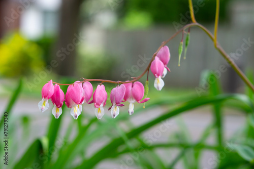 Dicentra spectabilis (Lamprocapnos) - bleeding heart. Asian bleeding-heart. Lamprocapnos spectabilis dicentra pink flowers in the garden with selective focus. 