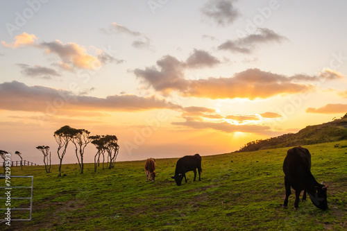 A pasture in the magnificent Hachijo Fuji at dusk. There are many cute Jersey dairy cows.Hachijojima, a large isolated island in the Pacific Ocean at the end of the route. Izu Islands, Tokyo. Japan,