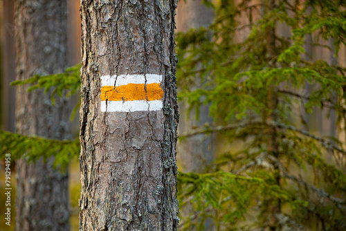 Forest trail sign on pine trunks in Latvian forests. Forest trail designation on pine trunks, tourism in the forests of Latvia photo