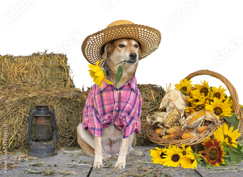 dog dressed for the June festivities in Brazil