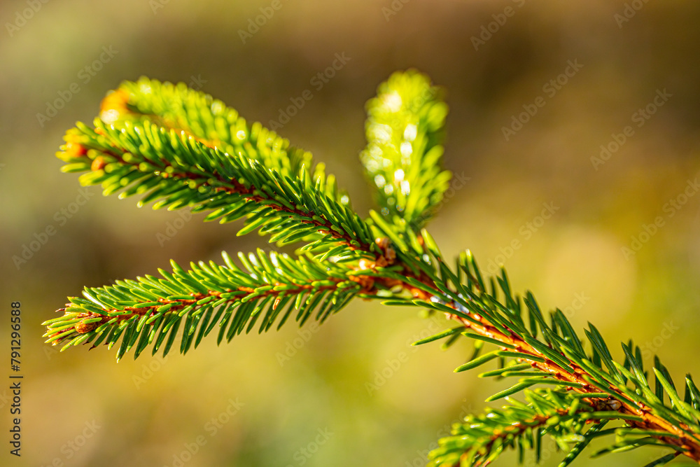Spruce bud green needle blooms in the rays of the sunset Spruce bud green needle blooms in the rays of the sunset