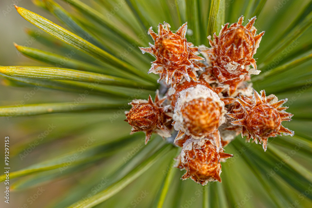 Pine bud green needle blooms in the sunset rays Pine bud green needle blooms in the sunset rays