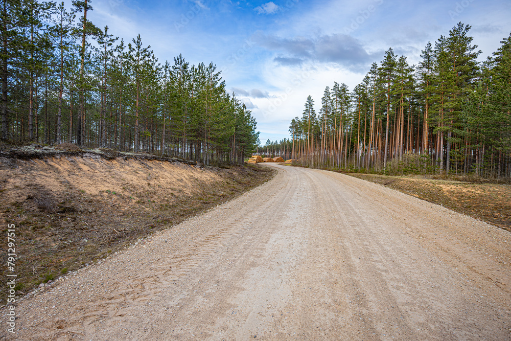 Cutting a pine forest, a pile of trees on the side of the road