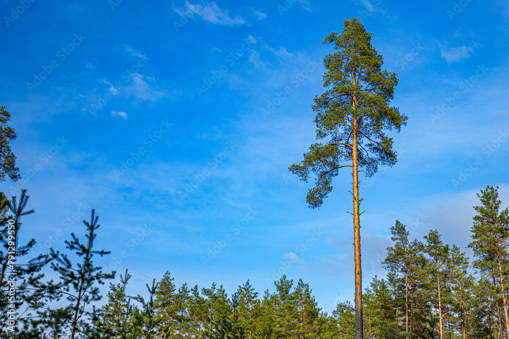 Young growth of pines. A tall pine tree looks up at the sky Young growth of pines. A tall pine tree looks up at the sky