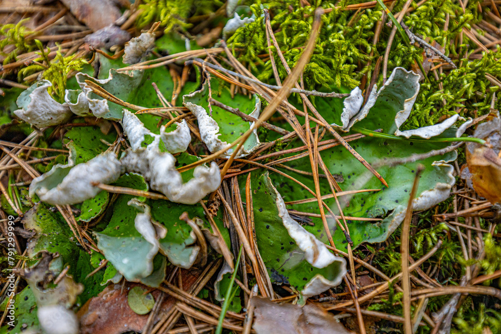 Fototapeta premium peltigera aphthosa growing in the forest. peltigera aphthosa growing among moss. peltigera aphthosa close-up.