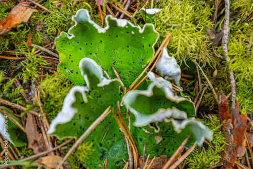 peltigera aphthosa growing in the forest. peltigera aphthosa growing among moss. peltigera aphthosa close-up. photo
