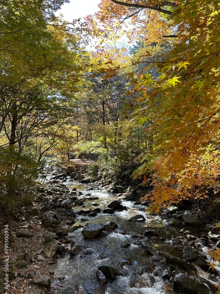 紅葉の美しい小川が流れる日本のキャンプ場