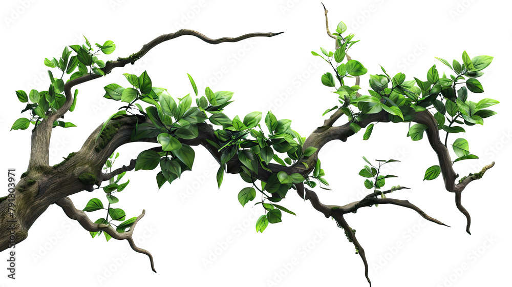 Fototapeta premium Realistic twisted jungle branch with Transparent Background
