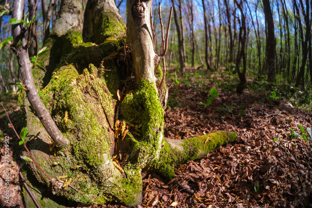 Moss covering a tree trunk in the forest. Photograph of a forest taken with a fisheye lens. Inspiring view of nature. Forest on blurred background, selective focus. Moss covering a tree trunk in the forest. Photograph of a forest taken with a fisheye lens. Inspiring view of nature. Forest on blurred background, selective focus.