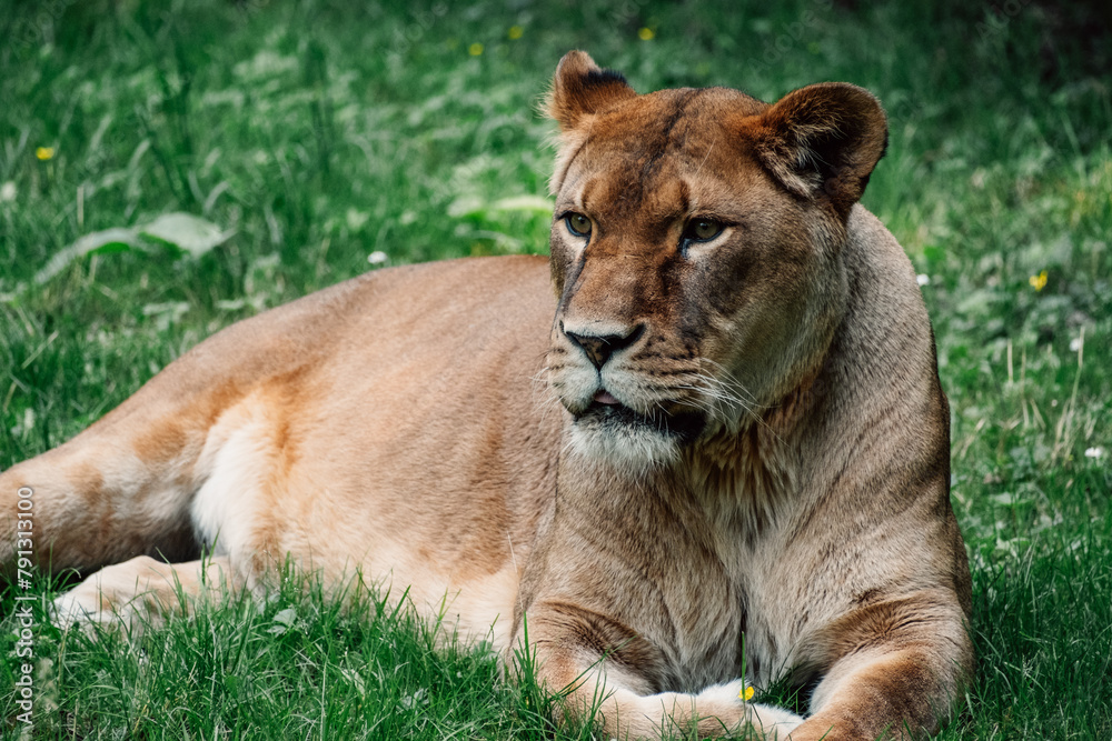 Serene yet observant, the lioness lies in the grass, exuding elegance and wild grace Serene yet observant, the lioness lies in the grass, exuding elegance and wild grace