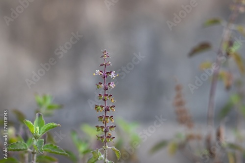 Holy Basil Plant or Tulsi Plant with Leaves and Flowers in Horizontal Orientation