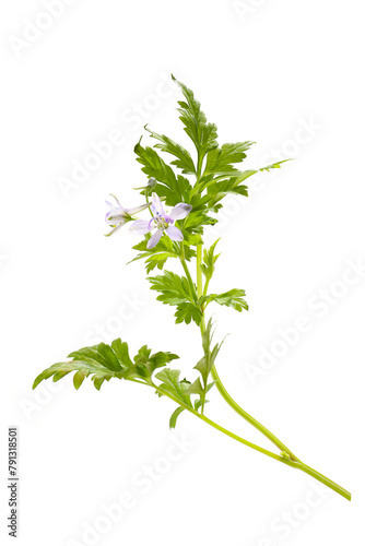 flowers of Delphinium anthriscifolium isolated on a white background