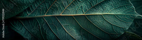 Veins of Life The Artistry of Leaf Patterns