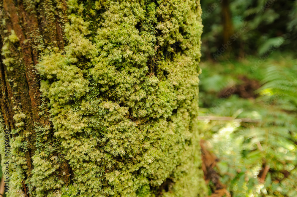 三原山の麓にあるヘゴの森のネイチャートレッキング。
ヘゴ科のシダ植物のヘゴ他の貴重な動植物が観察できる。
航路の終点、太平洋の大きな孤島、八丈島。
東京都伊豆諸島。
2020年撮影。
Nature trekking in the hego forest at the foot of Mt Miara.
Hego (Large spiny tree fern, Cyathea spinulos 三原山の麓にあるヘゴの森のネイチャートレッキング。
ヘゴ科のシダ植物のヘゴ他の貴重な動植物が観察できる。
航路の終点、太平洋の大きな孤島、八丈島。
東京都伊豆諸島。
2020年撮影。
Nature trekking in the hego forest at the foot of Mt Miara.
Hego (Large spiny tree fern, Cyathea spinulos