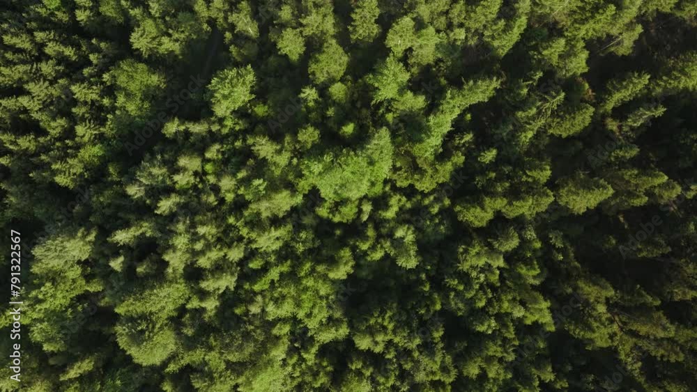 Pine tree forest from above Pine tree forest from above