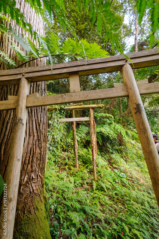 森中央にある鳥居。
この奥は一般立入禁止の禁足地の聖地。
The torii gate in the center of the forest.
Behind this gate is a sacred site that is off-limits to the general public.

三原山の麓にあるヘゴの森のネイチャートレッキング。
ヘゴ科のシダ植物のヘゴ他の貴重な動植物が観察でき