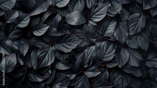 Abstract black dry leaf texture pattern  nature background