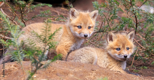 Portrait of young red foxes near their den surrounded by green fir branches, Canada