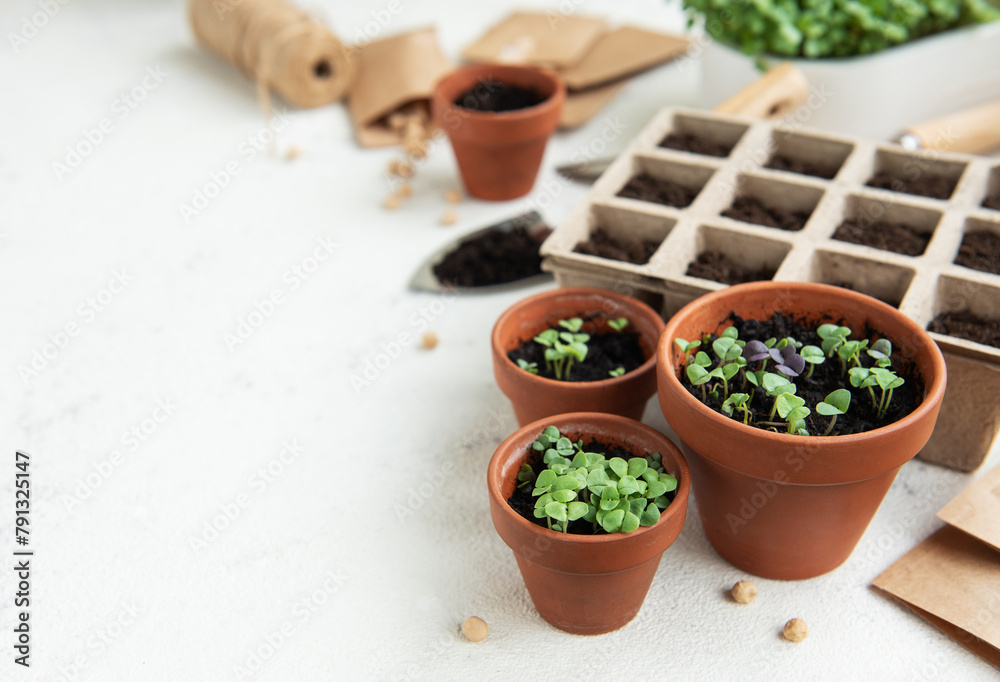 Pots with various vegetables seedlings. Pots with various vegetables seedlings.