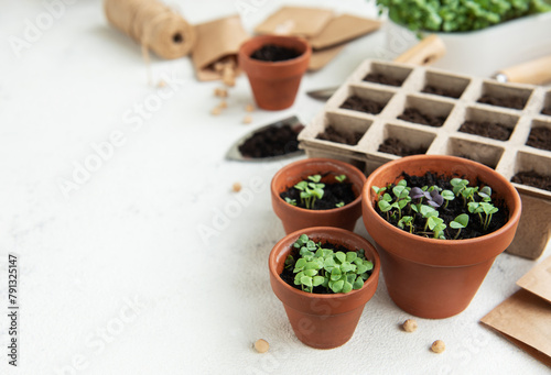 Pots with various vegetables seedlings.