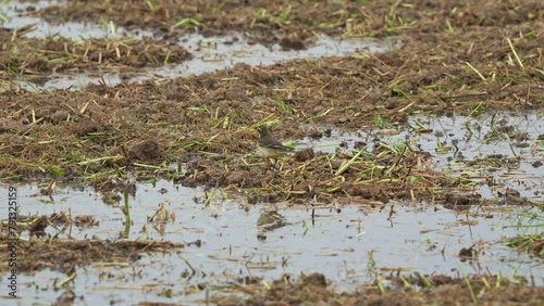 Little Eastern yellow wagtail. motacilla tschutschensis walking on the wet harvested rice paddy field, foraging on the ground, searching for fallen crops and invertebrates. photo