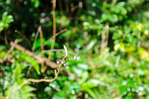 美しいコムラサキ（クマツヅラ科）の実。 Beautiful Purple Beautyberry (Callicarpa dichotoma, bearberry) berries.  三原山の麓にあるヘゴの森のネイチャートレッキング。 ヘゴ科のシダ植物のヘゴ他の貴重な動植物が観察できる。  航路の終点、太平洋の大きな孤島、八丈島。 東京都伊豆諸島。 2020年撮影。   Nature trekk © d3_plus