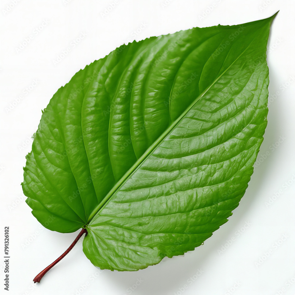 Obraz premium Green leaf on a white background